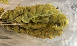 Havanın Soğumasıyla Adaçayına İlgi Arttı