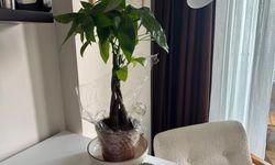 Popüler İç Mekân Bitkisi: Para Ağacı İlgi Görüyor