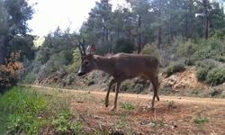 Ganos Dağları'nda fotokapan iki karacayı görüntüledi