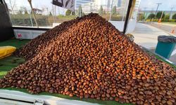 Kestane sezonu açıldı: Kilosu 175 lira