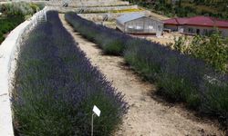 Türkiye'nin en zengin tıbbi aromatik merkezi Eskişehir'de