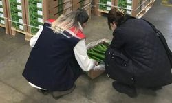 Çorlu'dan Hollanda'ya salatalık ihracatı