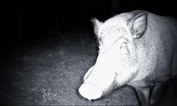 Yaban domuzunun fotokapanla savaşı: Söküp parçalamaya çalıştı