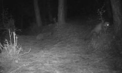 Tekirdağ'da porsuk ve kaya sansarı görüntülendi