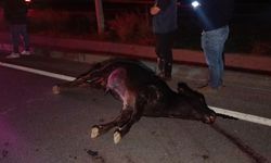 Ağıldan kaçan inek, araçların çarpması sonucu telef oldu