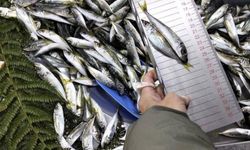 Küçük boy balık satışı yapan iş yerine ceza