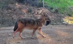 Doğanın sert yüzü: Çakal ağzında domuz bacağıyla görüntülendi