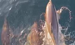 Yunuslar tekneyle yarıştı: Kıyıköy açıklarında kartpostallık anlar