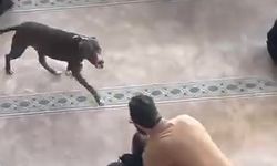 Camiye giren pitbull tedirginliğe neden oldu