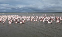 Enez Gala Gölü flamingolara ev sahipliği yapıyor
