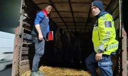 Belgesiz hayvan sevkine ceza: Hayvanlar işletmeye iade edildi