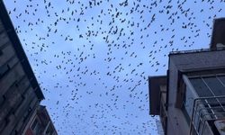 Tekirdağ semalarında kargaların görsel şöleni