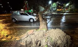 Seyir halindeki otomobilin üzerine ağaç devrildi