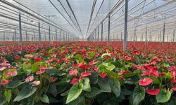 Seralarda modern üretim: Tonlarca salatalık ve süs bitkisi üretimi
