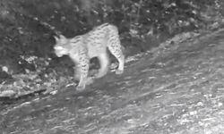 'Ormanın hayaleti' vaşak kamerada