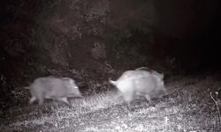 Tekirdağ'da fotokapana domuz sürüsü takıldı