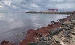 Tekirdağ’da kuvvetli rüzgar sahili kırmızı yosunla kapladı