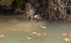 Dereye düşen köpek duyarlı vatandaş sayesinde kurtarıldı