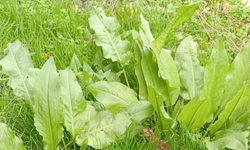 Vatandaşlar Bahçelerinde Labada Yetiştiriyor