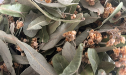 Havalar Soğudu, Ihlamur Tüketimi Arttı