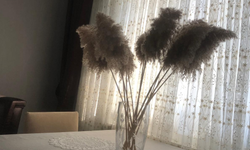 Pampas Otu Ev Dekorasyonunda Öne Çıkıyor