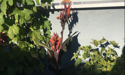 Bahçeleri Süsleyen Kanna Çiçeği Dikkat Çekiyor