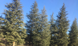 Çam Ağaçları Doğaya Yeşil Bir Görünüm Katıyor