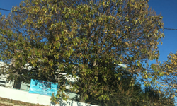 Kış Mevsimi Doğada Etkisini Gösteriyor