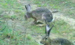 Fotokapanına takılan iki tavşan gülümsetti