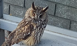 Yaralı halde bulunan kulaklı orman baykuşu koruma altına alındı