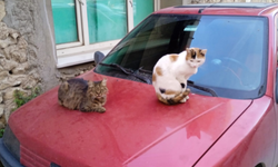 Araçların Üzeri Sokak Kedilerinin Sıcak Yuvası Oldu