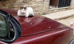 Sıcak Kaput, Sessiz Misafir