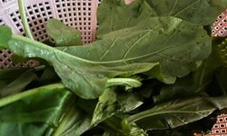 Roka Sevilerek Tüketiliyor