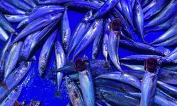 Balık Tercihi Yükseliyor