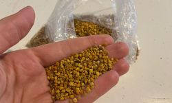 Sağlığa Takviye: Propolis