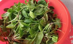 Kış Sofralarının Vazgeçilmezi: Ispanak