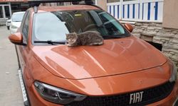 Aracın Kaputunda Keyif Yapan Kedi Gülümsetti