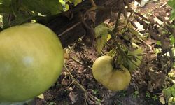 Bahçelerde Örtü Altı Üretim Yaygınlaşıyor