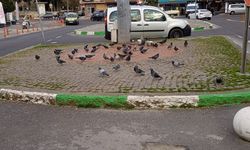 Şehir Merkezinde Güvercin Yoğunluğu Görüldü
