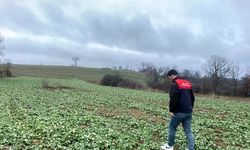 Kırklareli’nde Kanola Ekim Alanları Kontrol Edildi