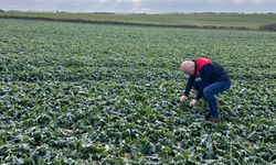 Babaeski’de Kanola ve Buğday Ekili Alanlarda Kontrol