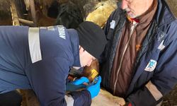 Pınarhisar’da Hayvancılık İşletmelerinde Aşılama Çalışmaları Sürüyor