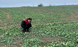 Kanola Ekili Alanlarda Fenolojik Gözlem Yapıldı