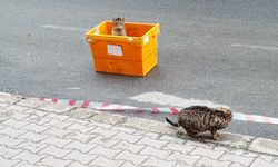 Kutuda Saklambaç Mesaisi