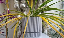 Kurdele Çiçeği İçin Bakım Uyarısı