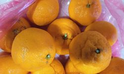 C Vitamini Kırklareli’nde Mandalinayla Sofralarda