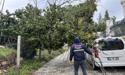 Edirne’de fırtına ağaçları devirdi