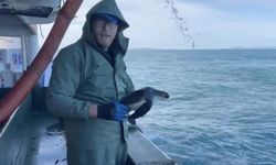 Çanakkale'de balıkçılar ağlarına takılan caretta carettayı kurtardılar