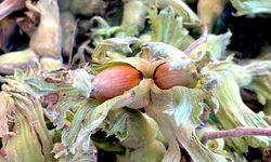 Uludağ'ın fındığı destek bekliyor