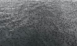 Damatlıklarını giyen karabatak kuşları İstanbul Boğazı’nda bir araya geldi